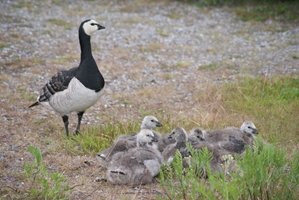 Moeder Brandgans let goed op haar kroost